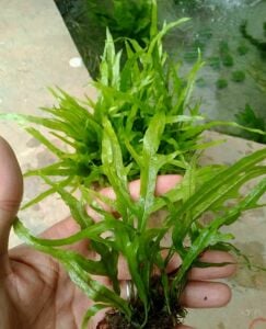 Microsorum pteropus philippine SAKSI