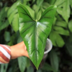 Alocasia princeps W. Bull = Alocasia porphyroneura Hallier f.