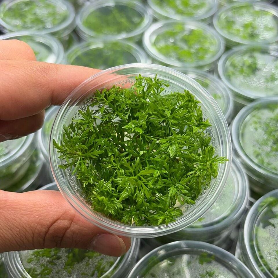 Limnophila aquatica EX VITRO PLUS