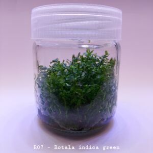 Rotala indica green IN VITRO JAR (KAVANOZ)