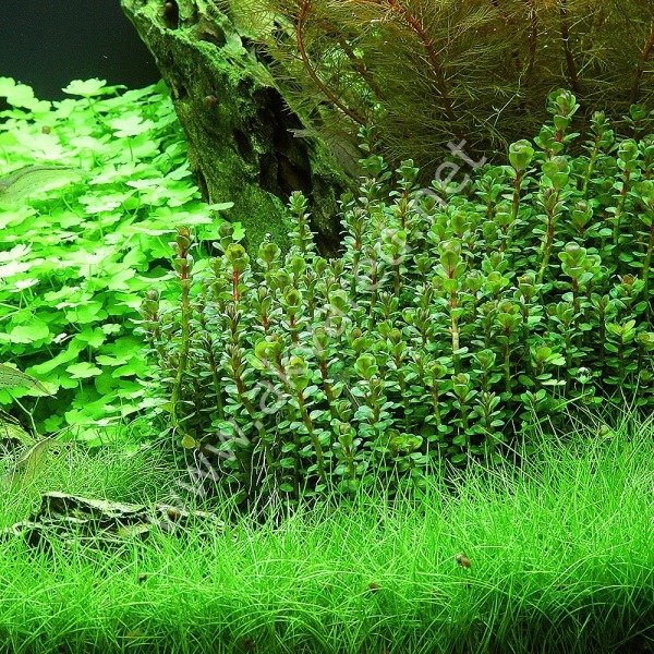 Rotala indica green IN VITRO JAR (KAVANOZ)