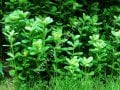 Rotala indica green ADET