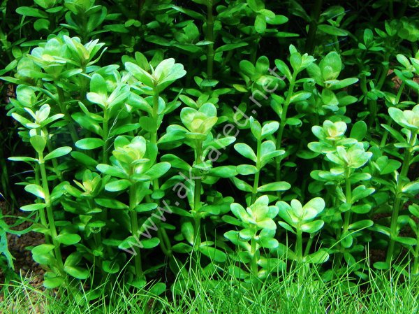 Rotala indica green IN VITRO JAR (KAVANOZ)
