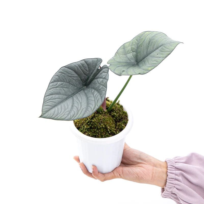 Alocasia reginae N.E.Br. ÖN SİPARİŞ