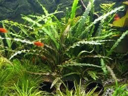 Cryptocoryne spiralis ADET