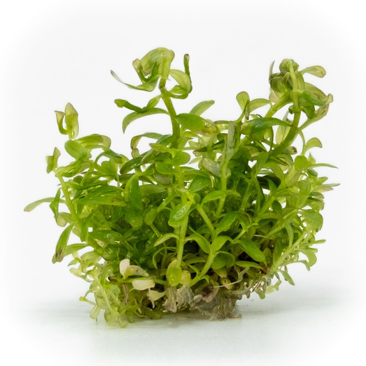 Rotala indica red EX VITRO PLUS