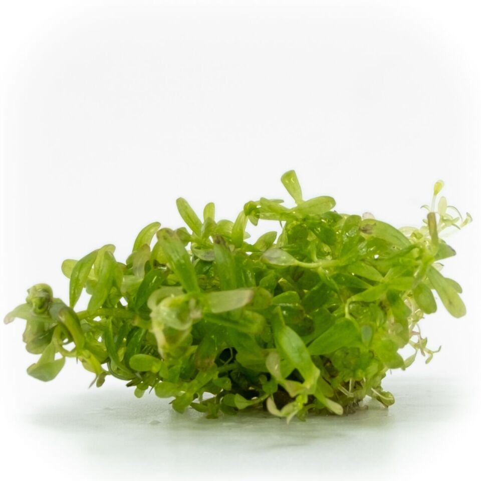 Rotala indica red EX VITRO PLUS