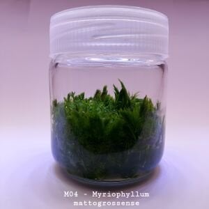 Myriophyllum mattogrossense IN VITRO JAR (KAVANOZ)