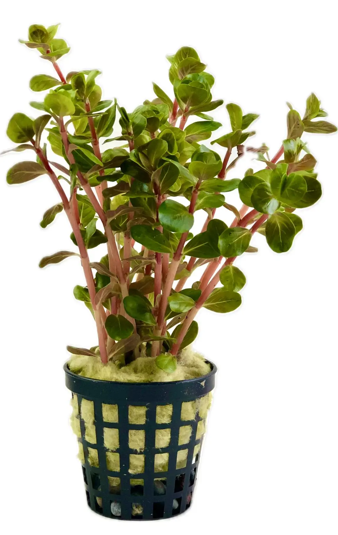 Rotala indica red SAKSI