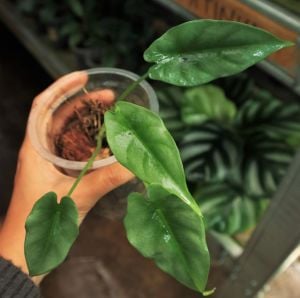 Alocasia reversa N.E.Br