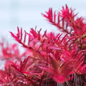 Rotala indica red SAKSI