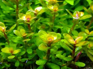 Rotala indica red SAKSI