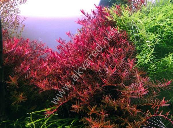 Rotala indica red SAKSI