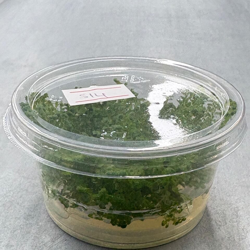Selaginella wildenowii IN VITRO