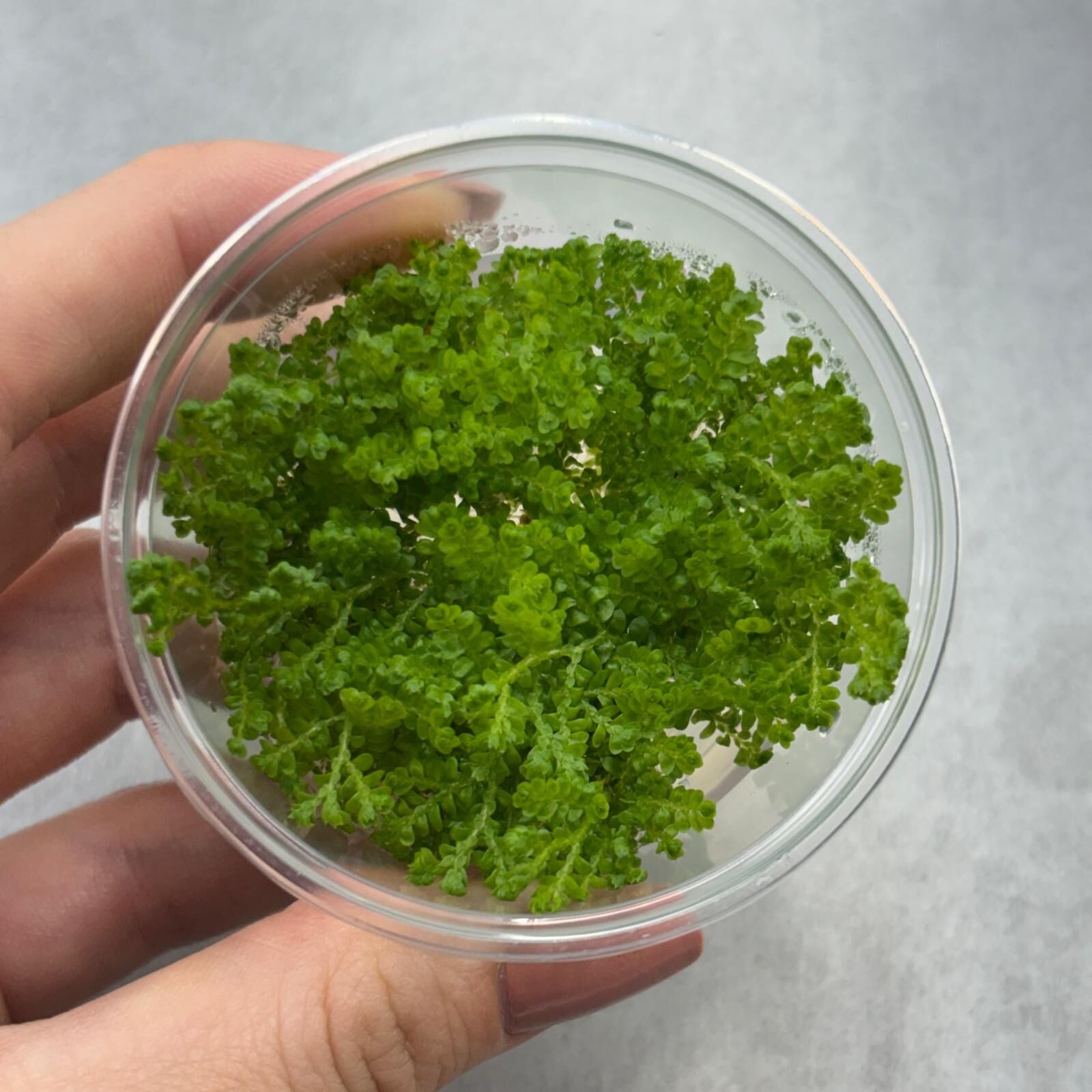 Selaginella wildenowii IN VITRO