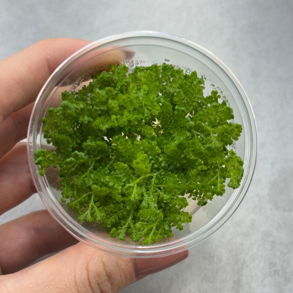 Selaginella wildenowii IN VITRO