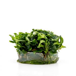 Bucephalandra bukit kelam IN VITRO JAR (KAVANOZ)