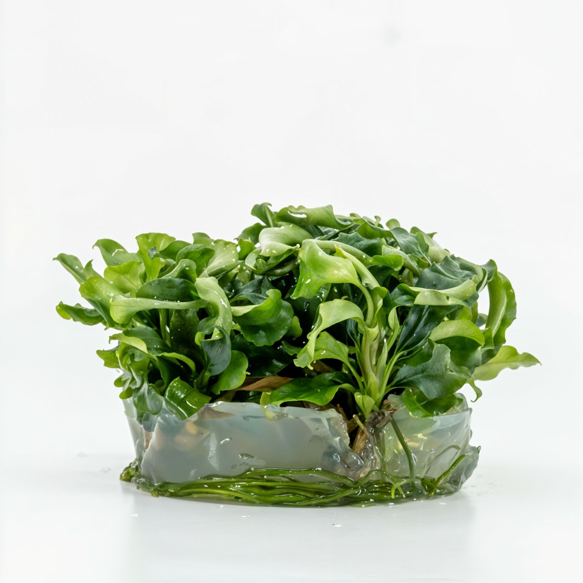 Bucephalandra bukit kelam IN VITRO JAR (KAVANOZ)