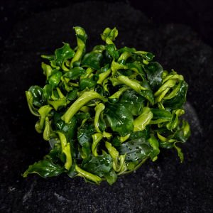 Bucephalandra bukit kelam IN VITRO JAR (KAVANOZ)