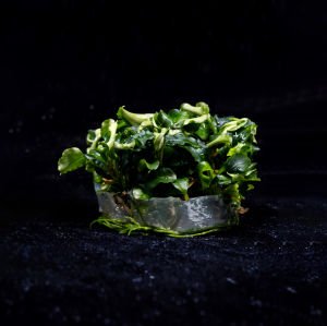 Bucephalandra bukit kelam IN VITRO JAR (KAVANOZ)