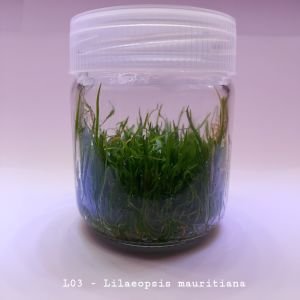 Lilaeopsis mauritiana IN VITRO JAR (KAVANOZ)