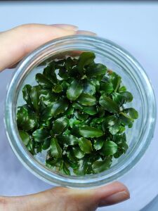 Bucephalandra bukit kelam IN VITRO JAR (KAVANOZ)