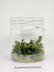 Bucephalandra bukit kelam IN VITRO JAR (KAVANOZ)
