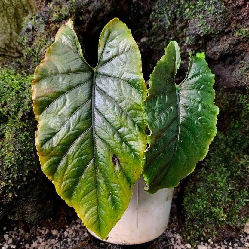 Alocasia sp. Antoro Velvet