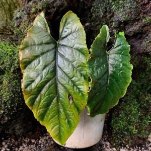 Alocasia sp. Antoro Velvet