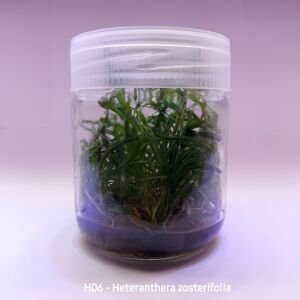 Heteranthera zosterifolia IN VITRO JAR (KAVANOZ)