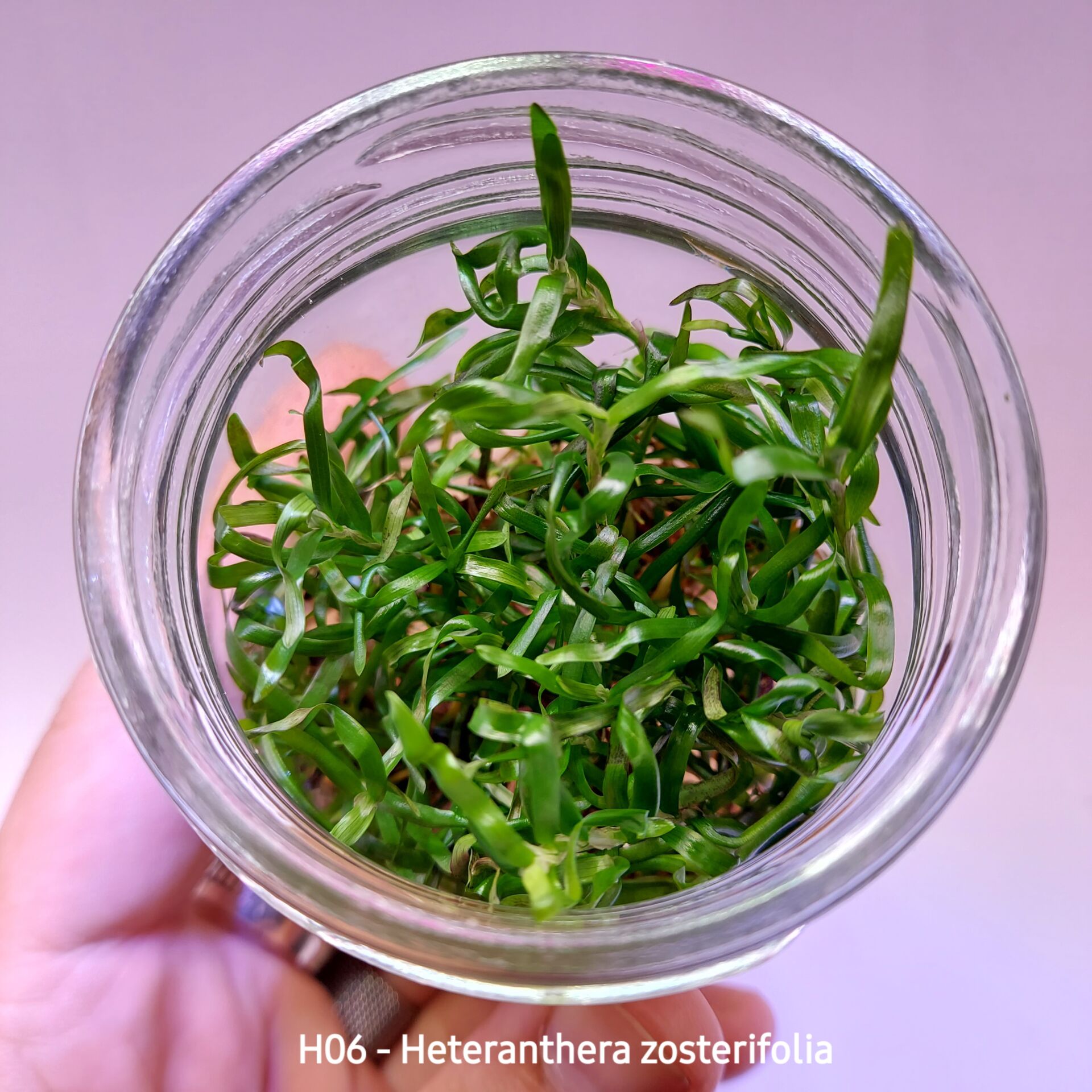 Heteranthera zosterifolia IN VITRO JAR (KAVANOZ)