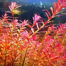 Rotala indica red BUKET