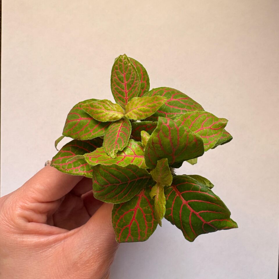 Fittonia argyronanta  İTHAL BUKET