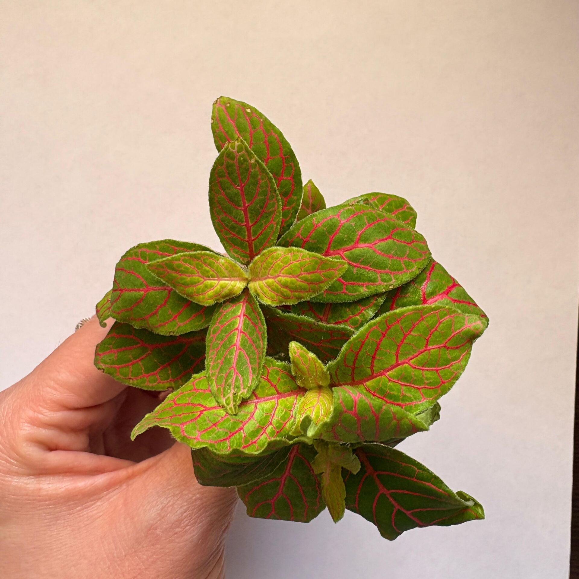 Fittonia argyronanta  İTHAL BUKET