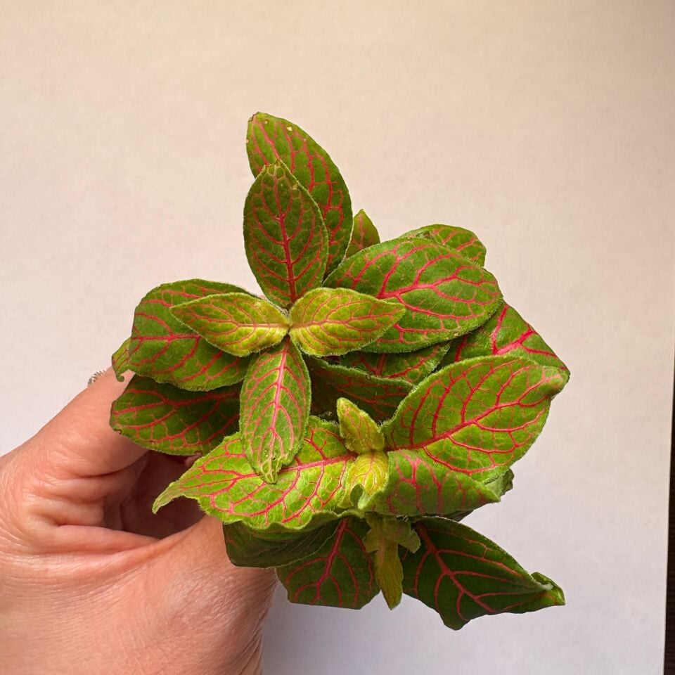 Fittonia argyronanta  İTHAL BUKET