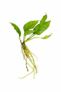 Anubias heterophylla Büyük Boy ADET