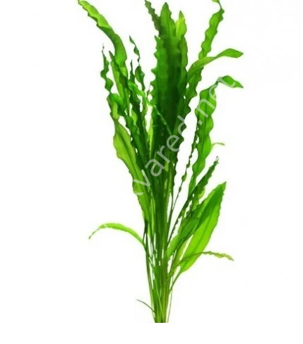 Aponogeton crispus ADET