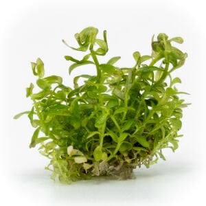 Rotala indica red EXVITRO