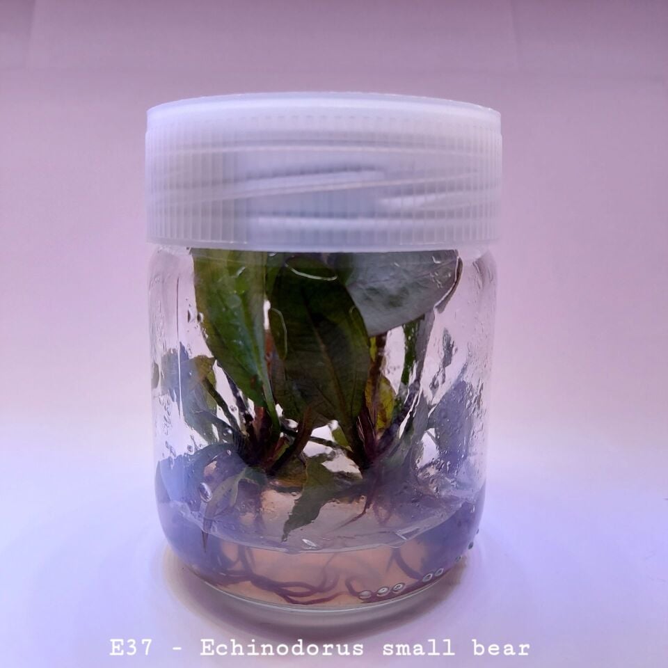 Echinodorus small bear IN VITRO