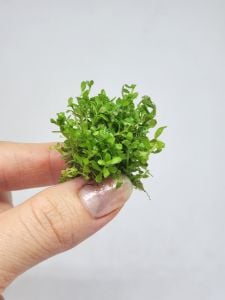 Rotala indica red EXVITRO