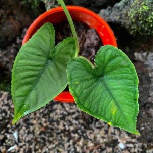 Alocasia sp. olanii