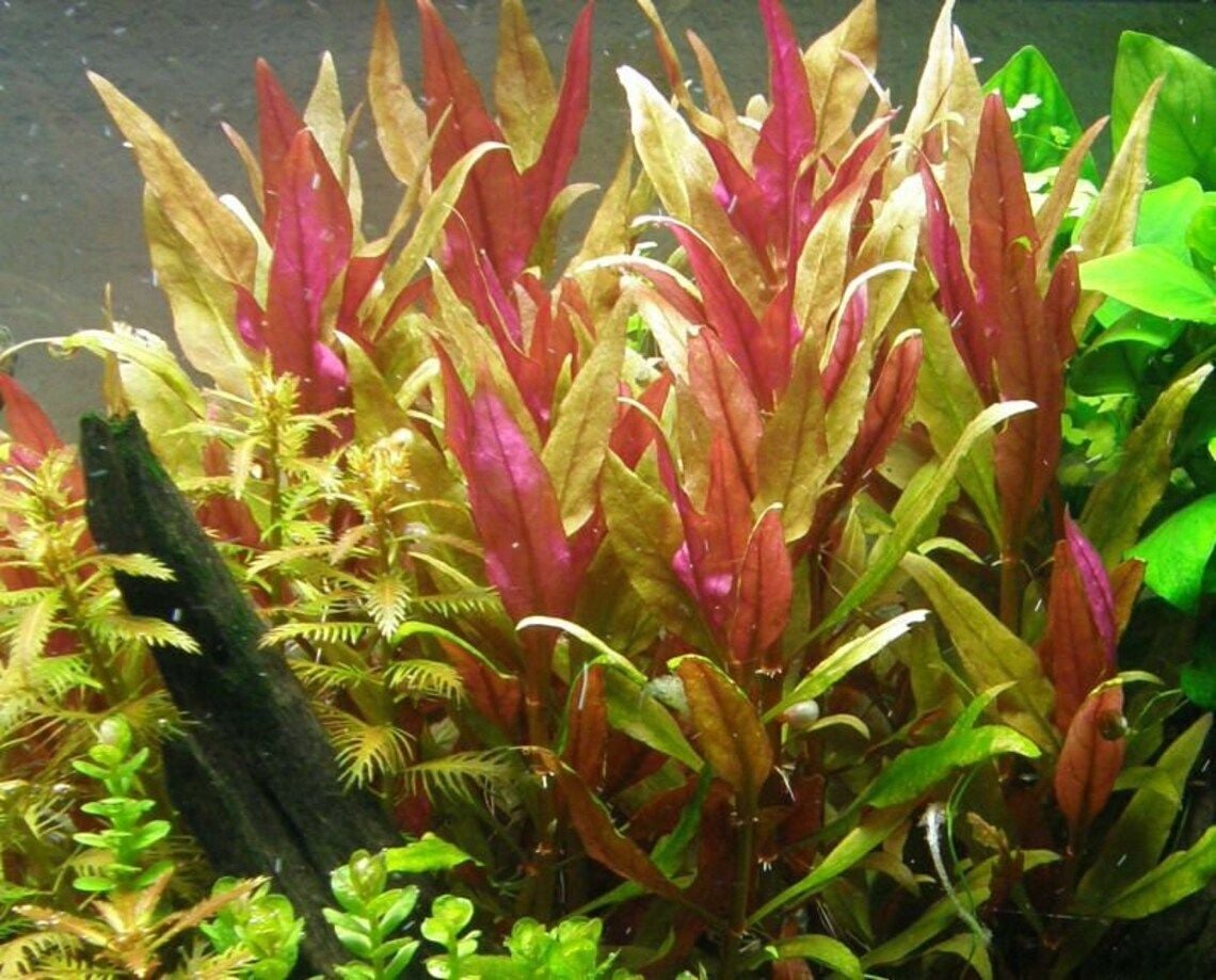 Alternanthera reineckii Pink EX VITRO PLUS