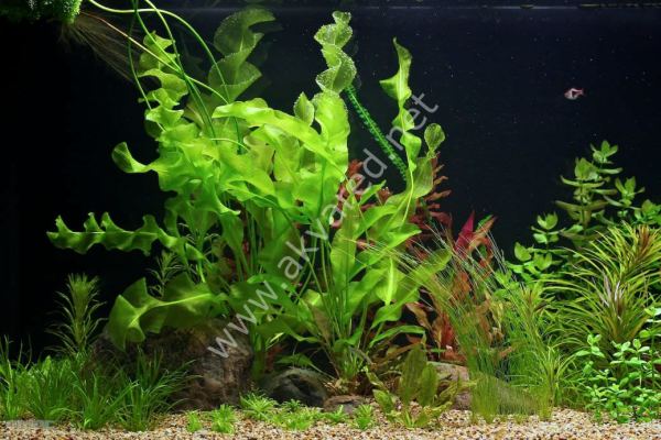 Aponogeton ulvaceus (Yumru) ADET