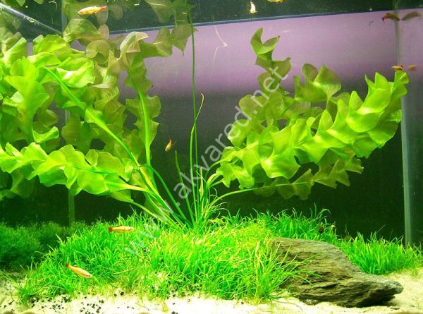 Aponogeton ulvaceus (Yumru) ADET