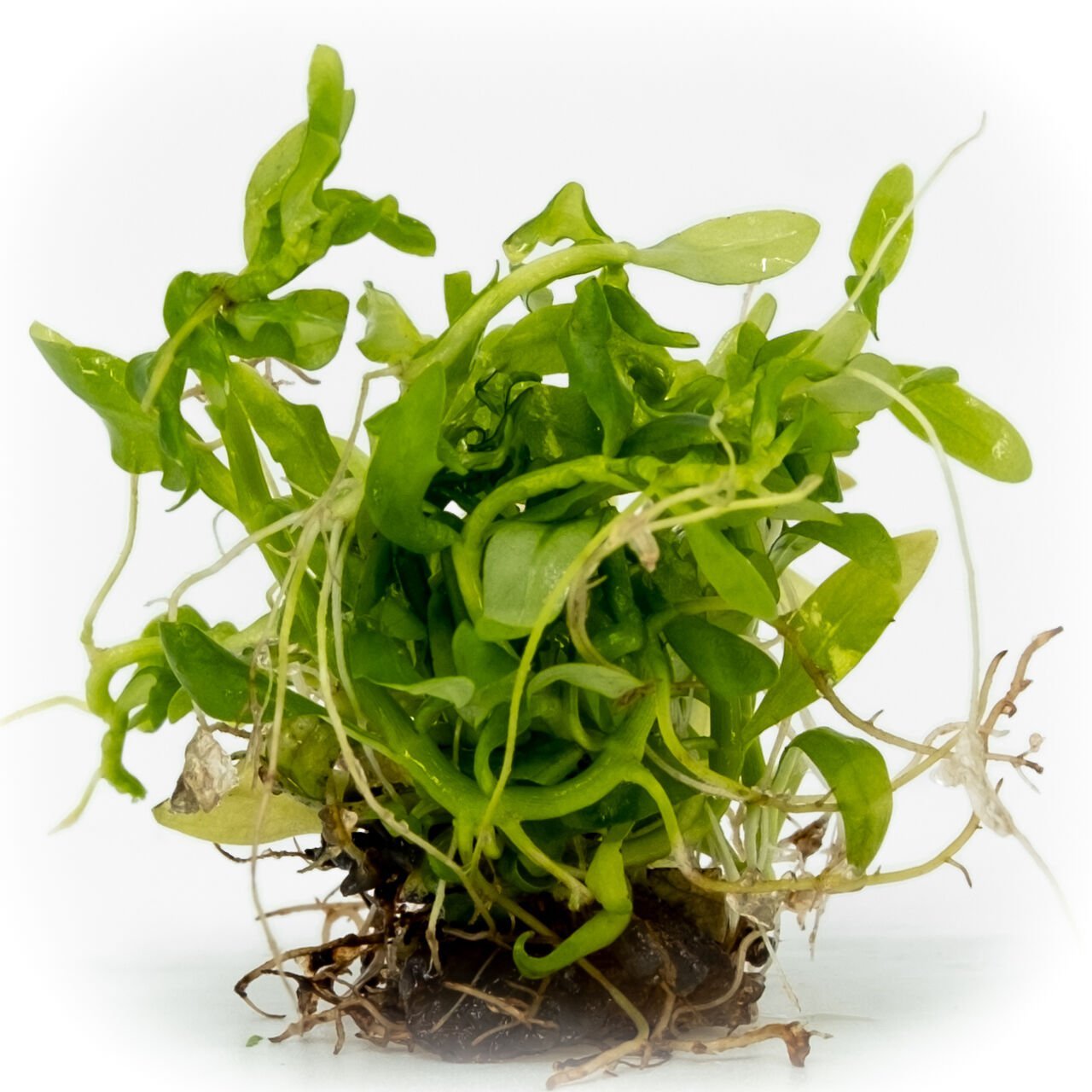 Ammannia gracilis EXVITRO