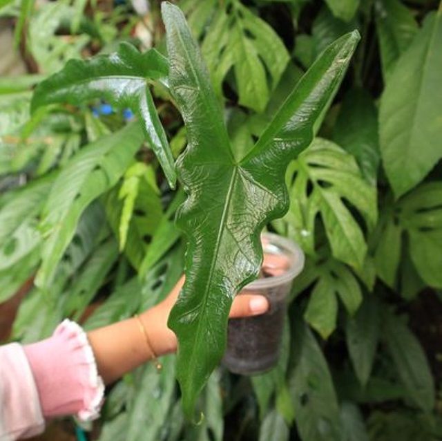 Alocasia sp. Sabrina