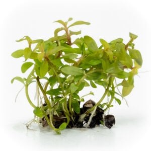 Ammannia pedicellata golden EXVITRO