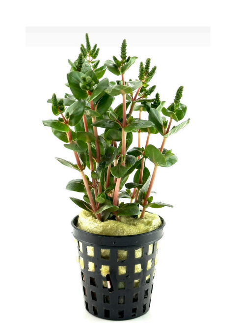 Rotala macrandra SAKSI