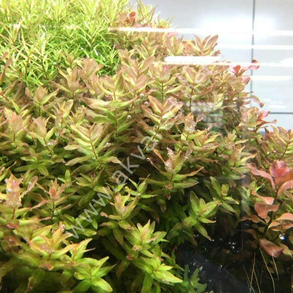Rotala macrandra SAKSI