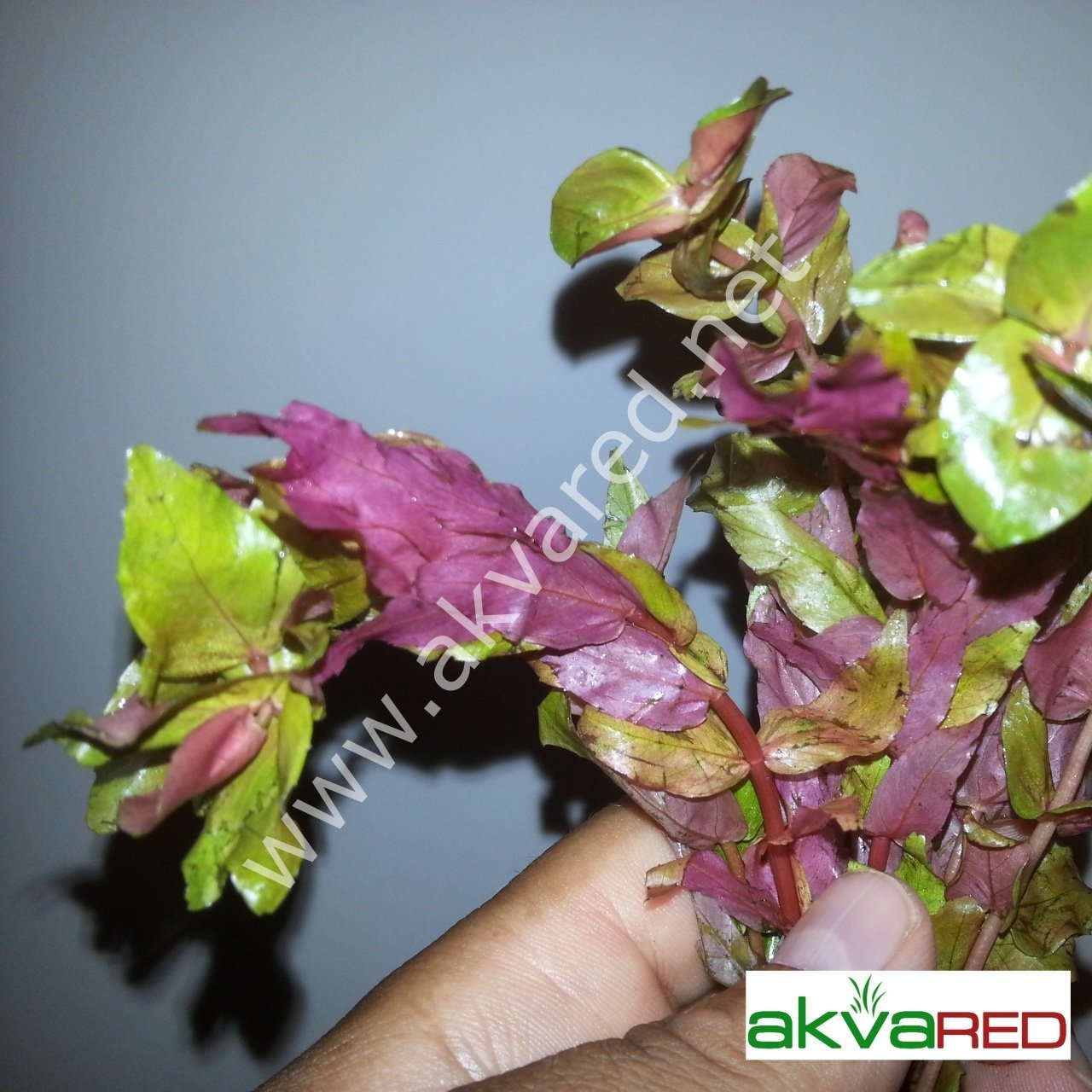 Rotala macrandra SAKSI